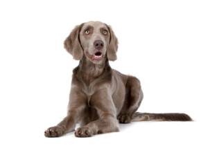 Weimaraner Hund - Wesen, Charakter der Hunderasse