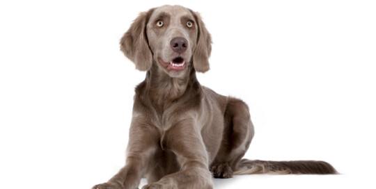 Weimaraner Hund - Wesen, Charakter der Hunderasse