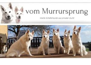 Zuchtstätte für Weiße Schweizer Schäferhunde