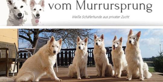 Zuchtstätte für Weiße Schweizer Schäferhunde