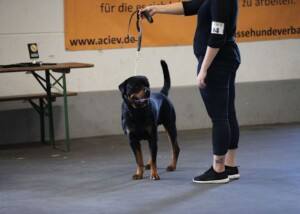 Welt-Sieger-German-Champion-20180909_11