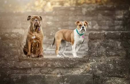 Französische Bulldoggen vom Listersee