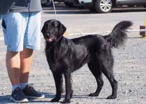 Flat Coated Retriever Zucht - Flattopia