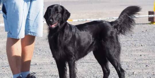 Flat Coated Retriever Zucht - Flattopia