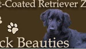 Flat Coated Retriever - Black Beauties