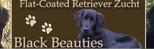 Flat Coated Retriever - Black Beauties