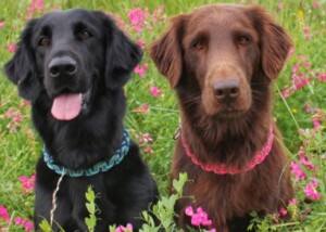 Flat Coated Retriever - Friend for my Live