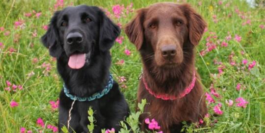 Flat Coated Retriever - Friend for my Live