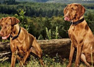 Magyar Vizsla vom Hardhof