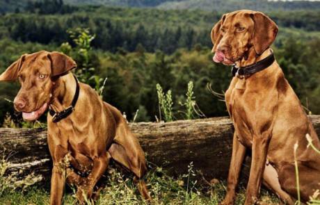 Magyar Vizsla vom Hardhof