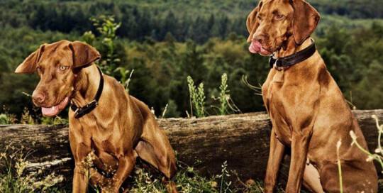 Magyar Vizsla vom Hardhof