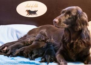 Flat Coated Retriever Zucht - Soul of Silk