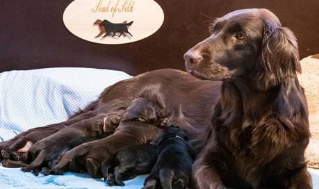 Flat Coated Retriever Zucht - Soul of Silk
