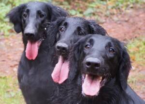 Flat Coated Retriever