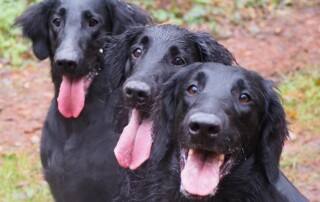 Flat Coated Retriever
