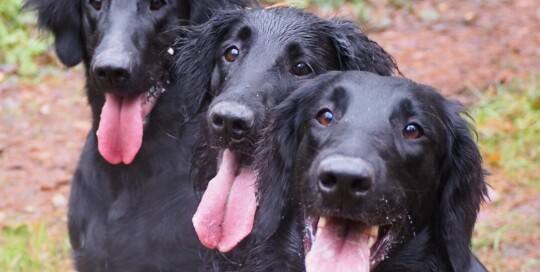 Flat Coated Retriever