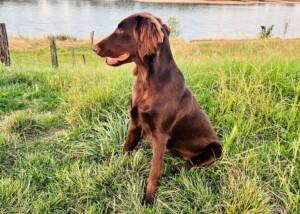 Flat Coated Retriever "Duisburger Rheinwiesen Flat's.