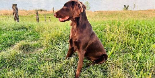 Flat Coated Retriever "Duisburger Rheinwiesen Flat's.