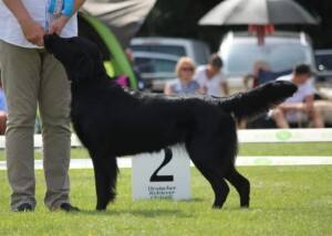 Hamfelder Flat Coated Retriever
