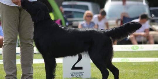 Hamfelder Flat Coated Retriever
