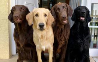 Flat Coated Retriever