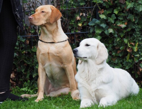 Golden Retriever + Labrador Retriever – Goldies und Labradore von Storch