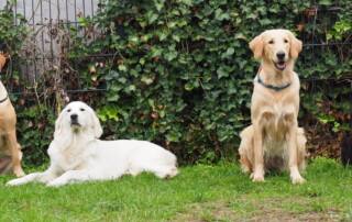 Retriever Rassen im ACI