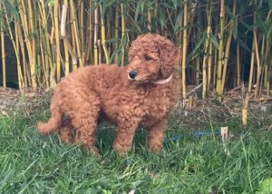 Großpudelwelpe in der Farbe Apricot