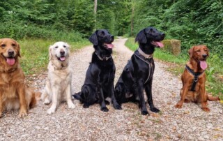 In unserem Verein werden drei Retrieverrassen gezüchtet. Flat Coated Retriever, Labrador Retriever und Golden Retriever