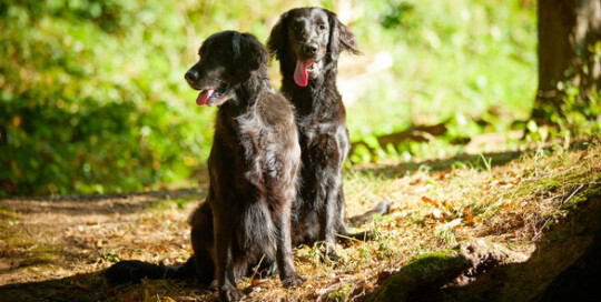 Flat Coated Retriever Charming Jesters