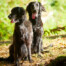 Flat Coated Retriever Charming Jesters