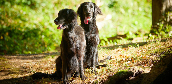 Flat Coated Retriever Charming Jesters