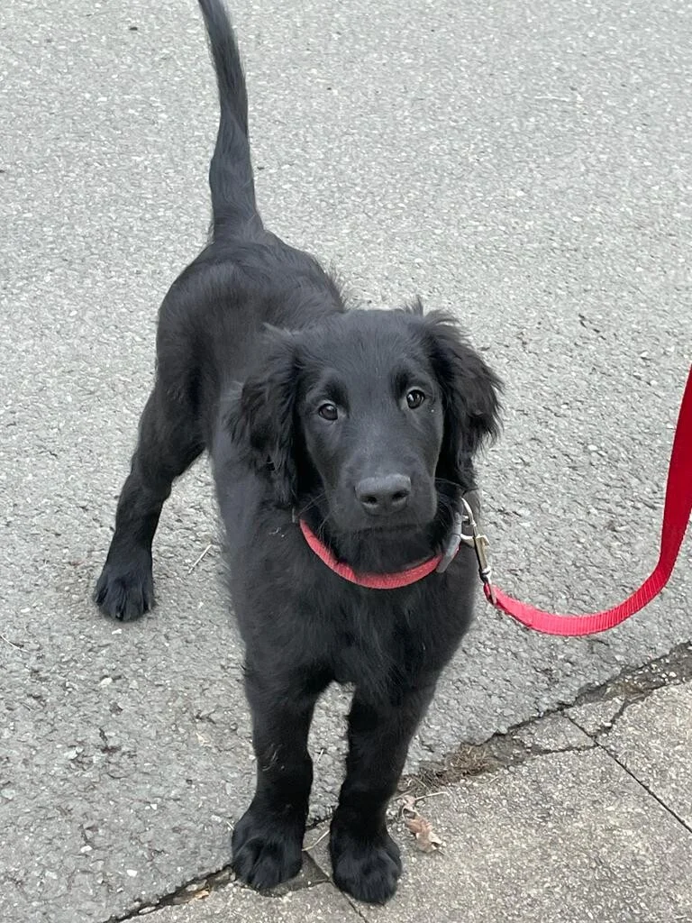 Flat Coated Retriever - Duisburger Rheinwiesen Flat's