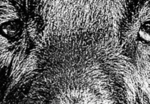 Flat Coated Retriever von Ettersberg