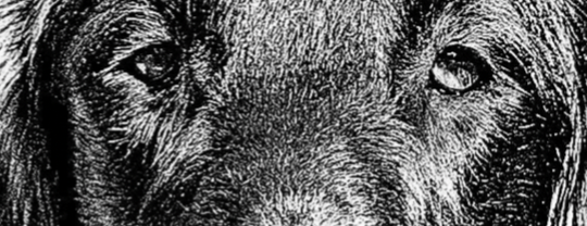 Flat Coated Retriever von Ettersberg