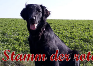 Flat Coated Retriever vom Stamm der roten Gazelle