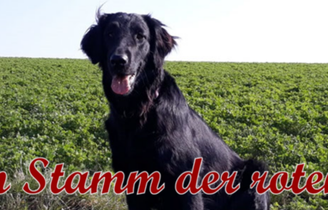 Flat Coated Retriever vom Stamm der roten Gazelle