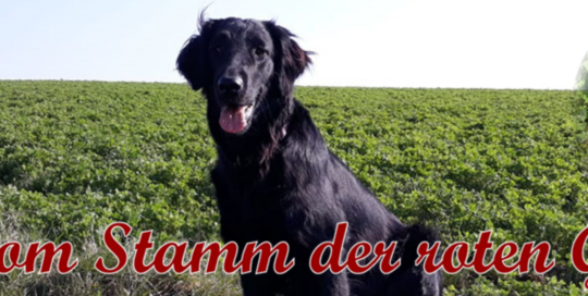 Flat Coated Retriever vom Stamm der roten Gazelle