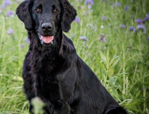 Flat Coated Retriever – Northsoul Flats