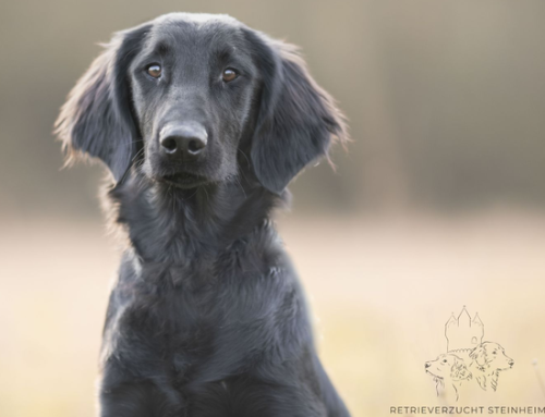 Flat Coated Retriever – Brightfield
