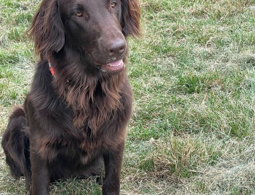 Flat Coated Retriever – Fantastic Flat Favourites