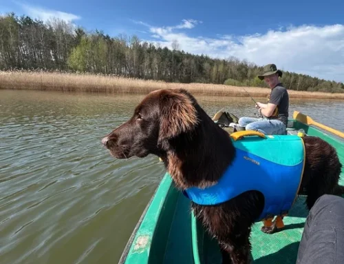 Flat Coated Retriever – vom Seenland